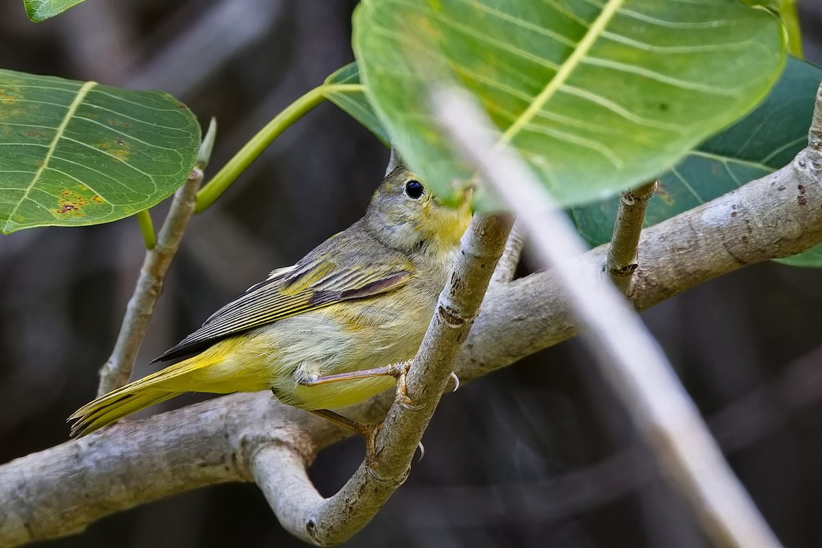 Yellow Warbler (Golden) - ML619030277
