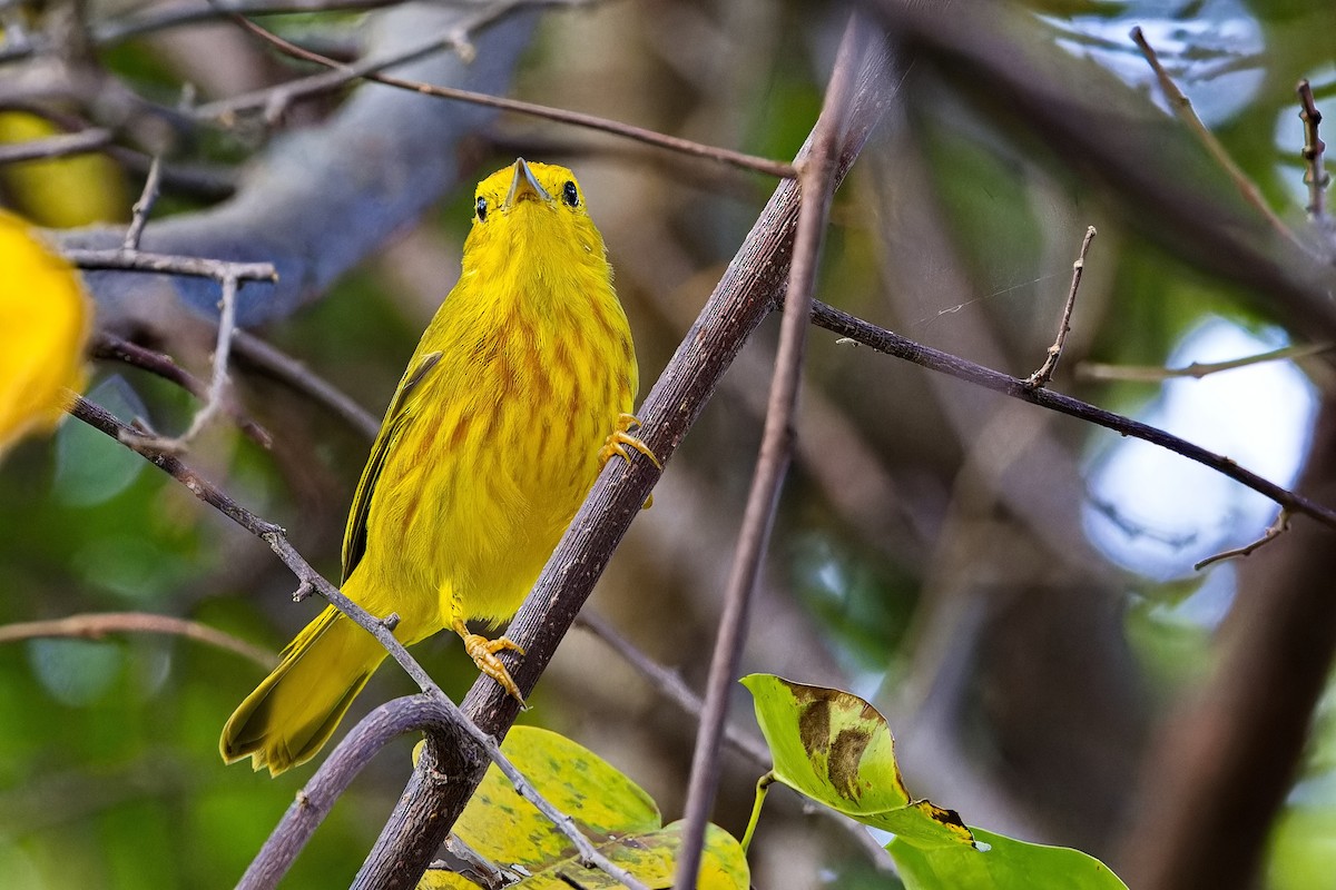 Yellow Warbler (Golden) - ML619030292