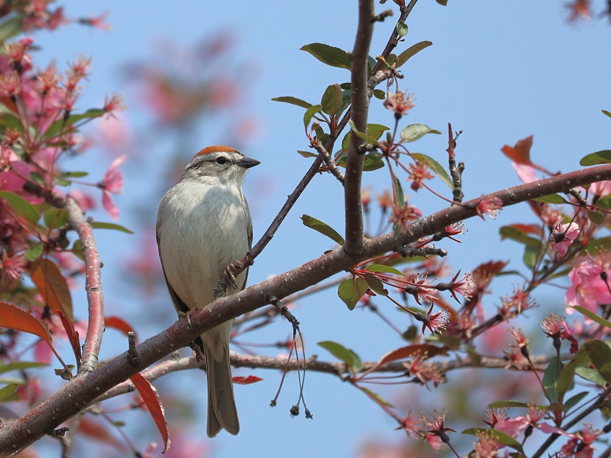 Chipping Sparrow - ML619030330