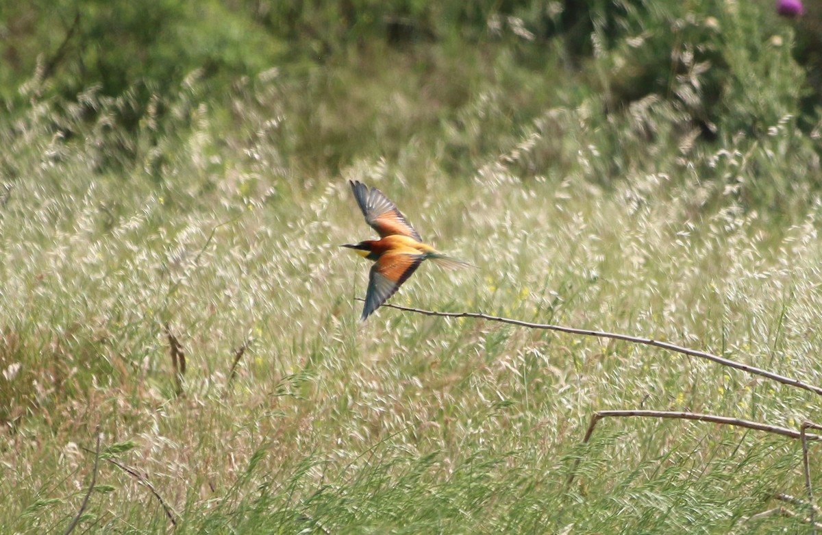 European Bee-eater - ML619030386