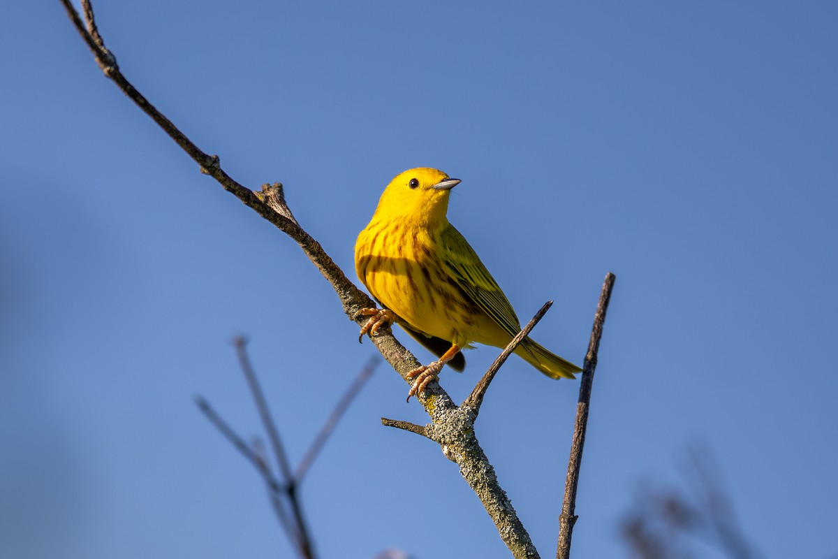 Yellow Warbler - ML619030389