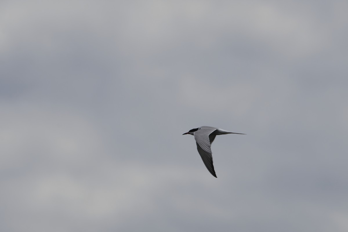 Common Tern - ML619030393
