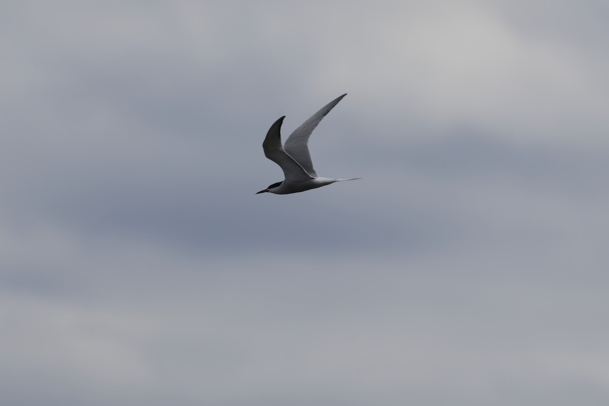 Common Tern - ML619030403