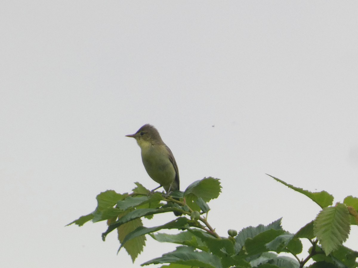 Melodious Warbler - ML619030412