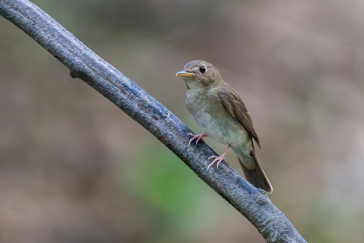 Brown-chested Jungle Flycatcher - Bird Conservation Society of Thailand