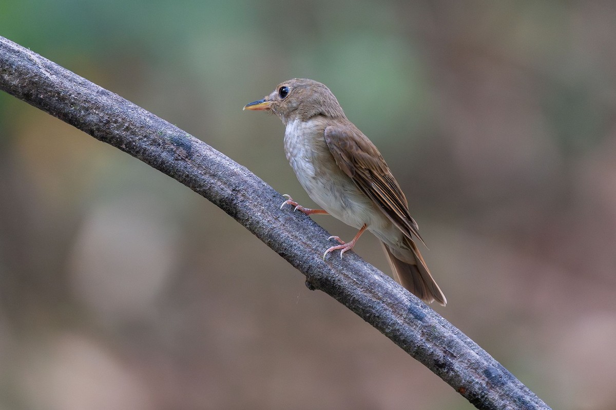 Brown-chested Jungle Flycatcher - Bird Conservation Society of Thailand