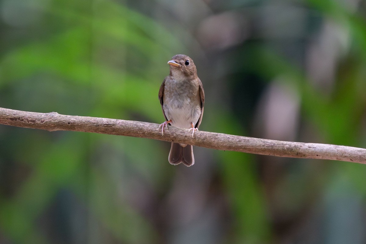 Brown-chested Jungle Flycatcher - ML619030447