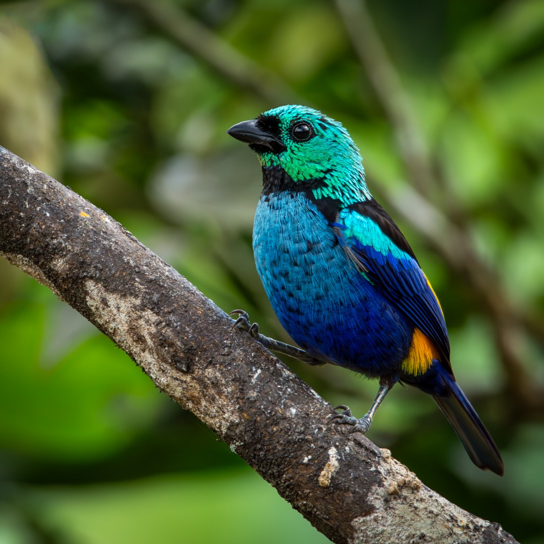 Seven-colored Tanager - ML619030453