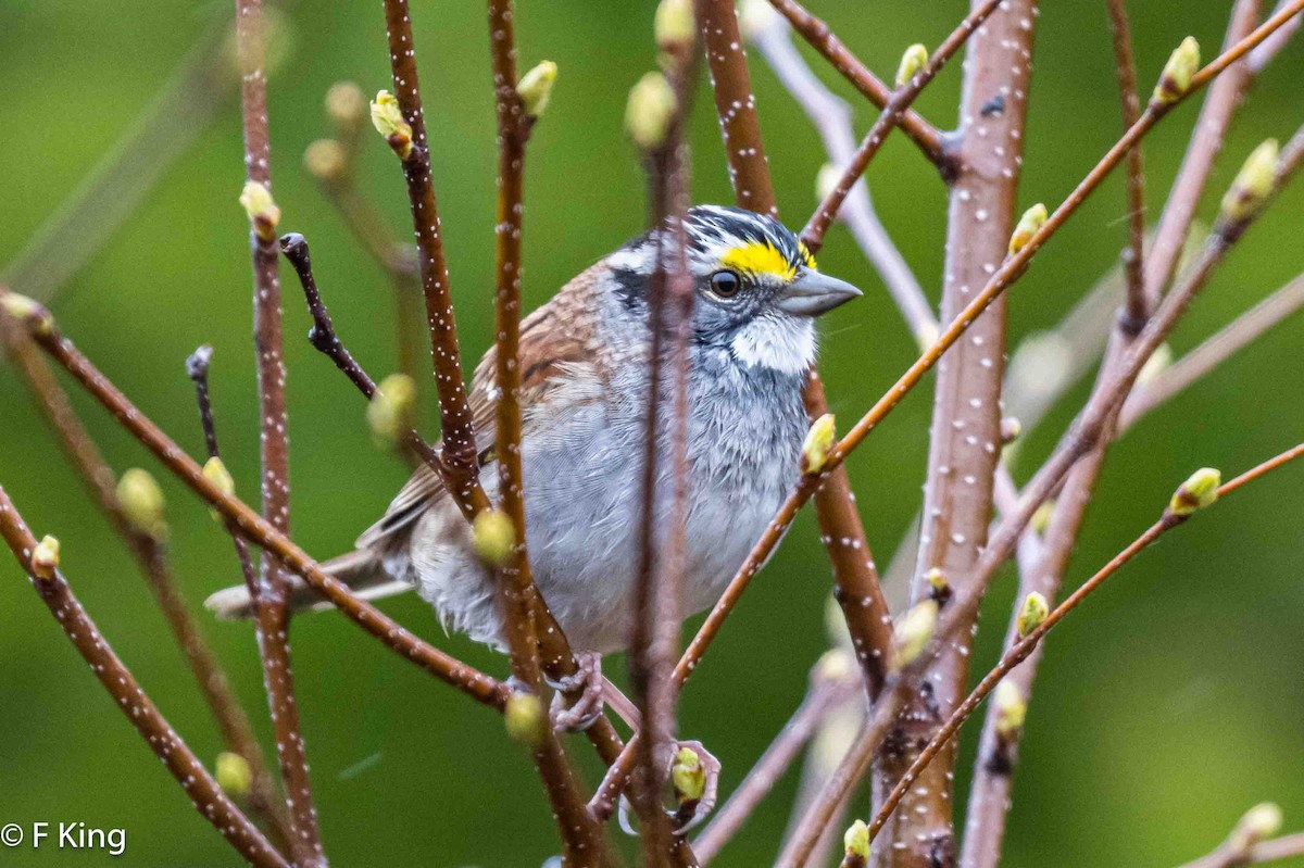 White-throated Sparrow - ML619030472