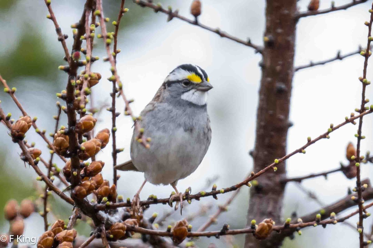 White-throated Sparrow - ML619030473