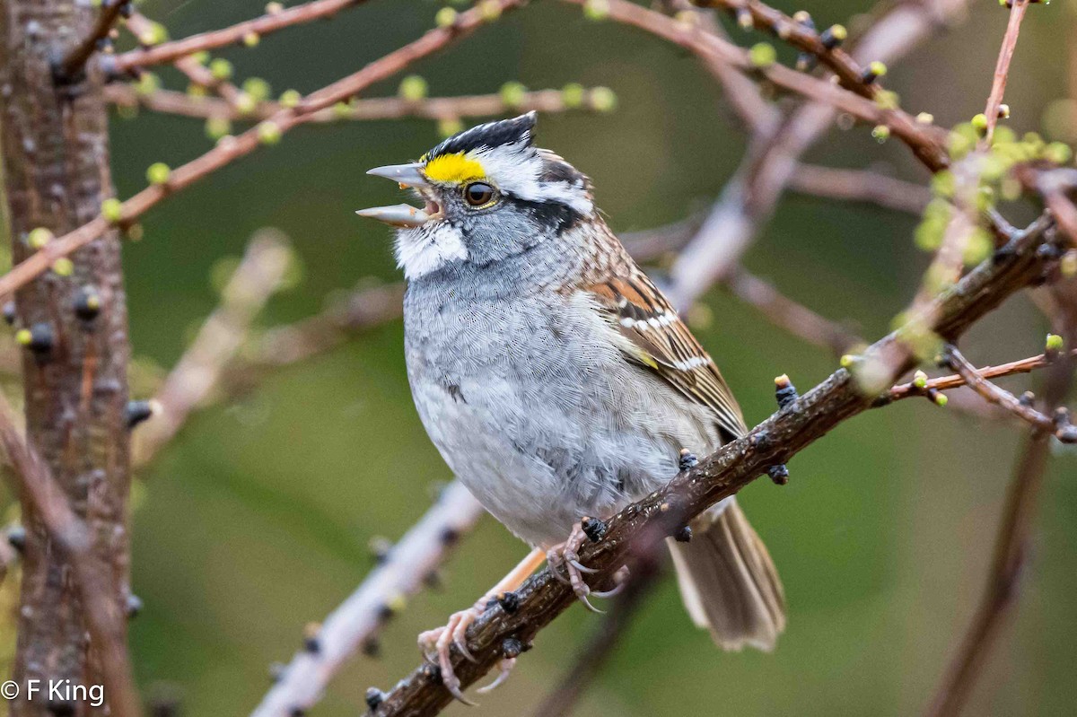 White-throated Sparrow - ML619030474