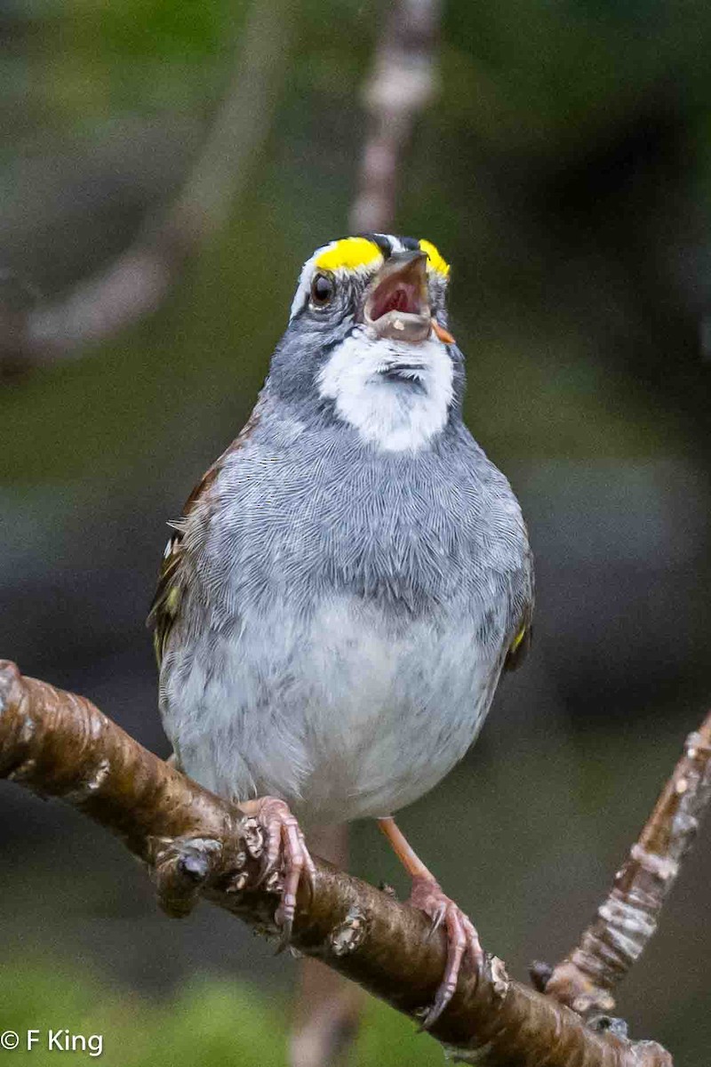 White-throated Sparrow - ML619030476