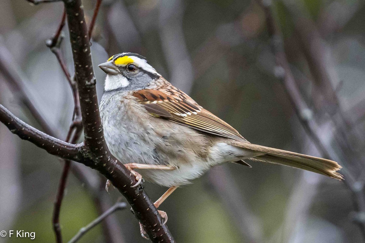 White-throated Sparrow - ML619030477