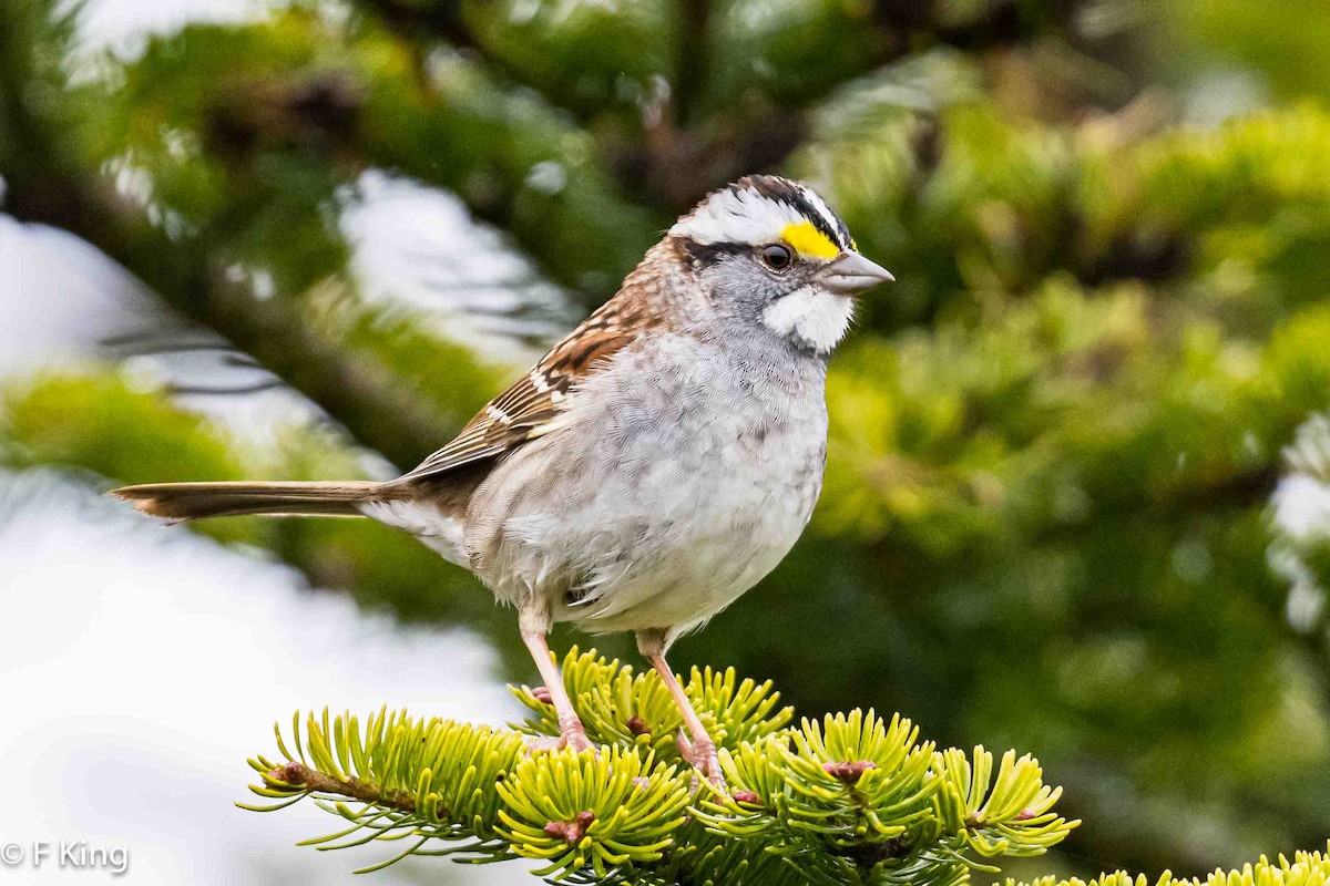 White-throated Sparrow - ML619030478