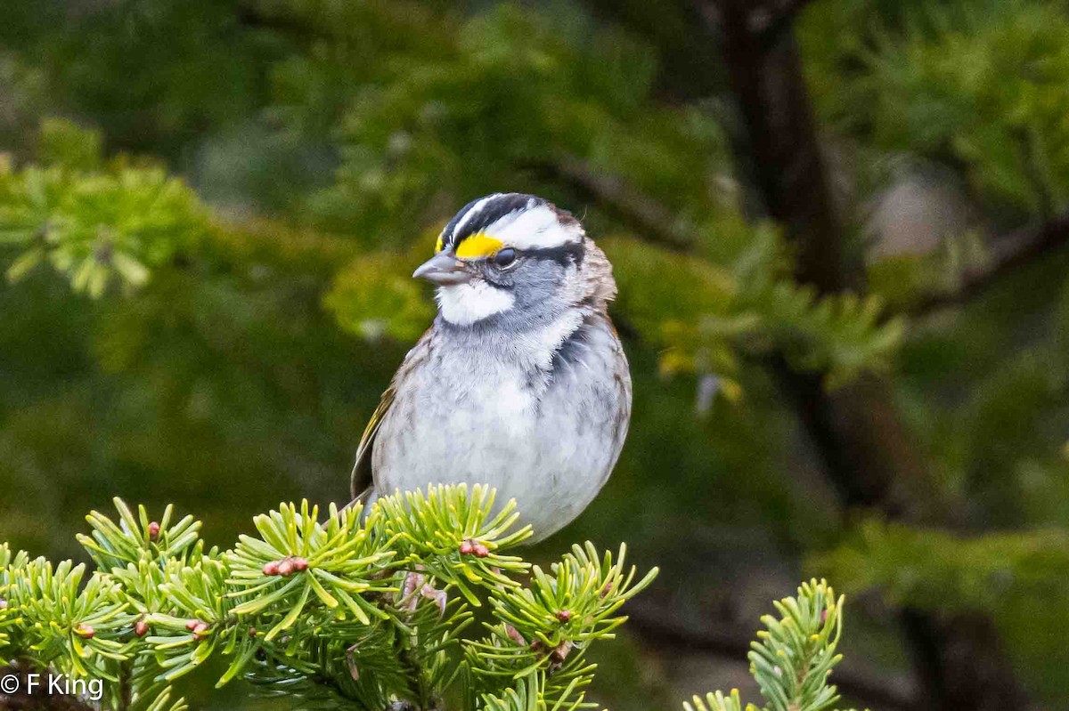 White-throated Sparrow - ML619030479