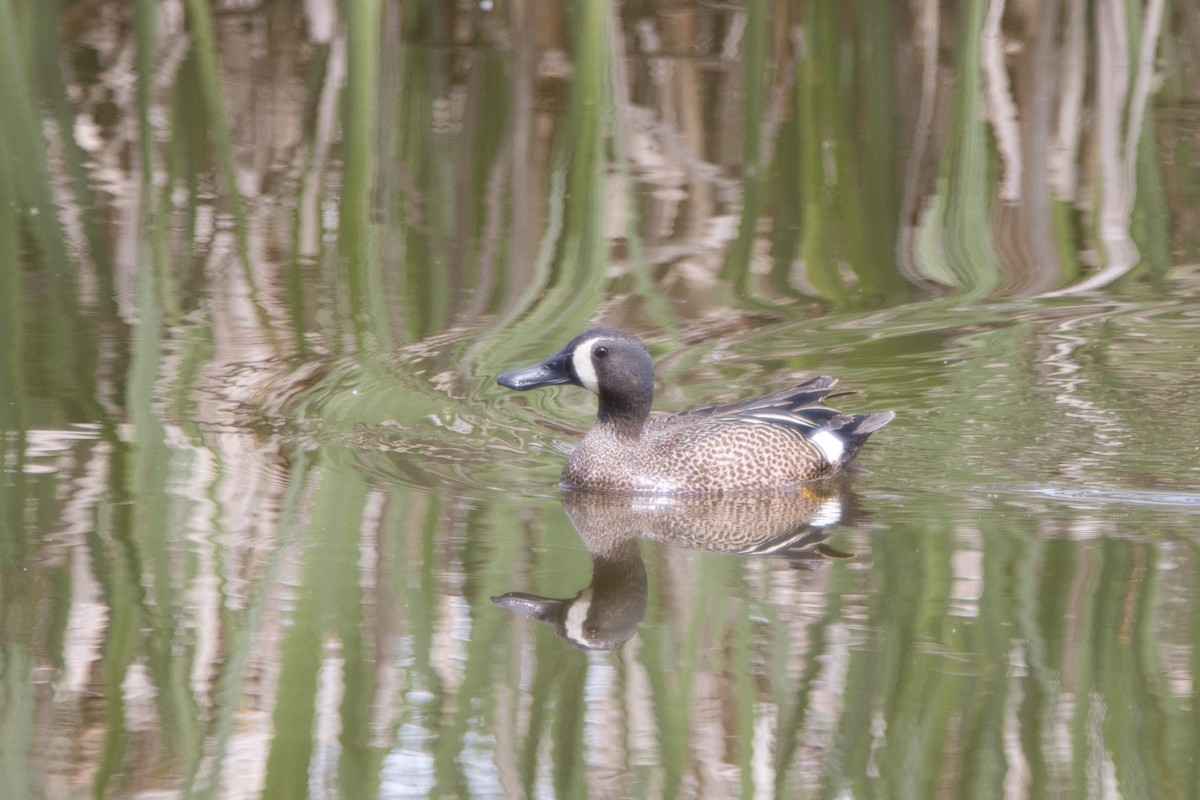 Blue-winged Teal - ML619030520