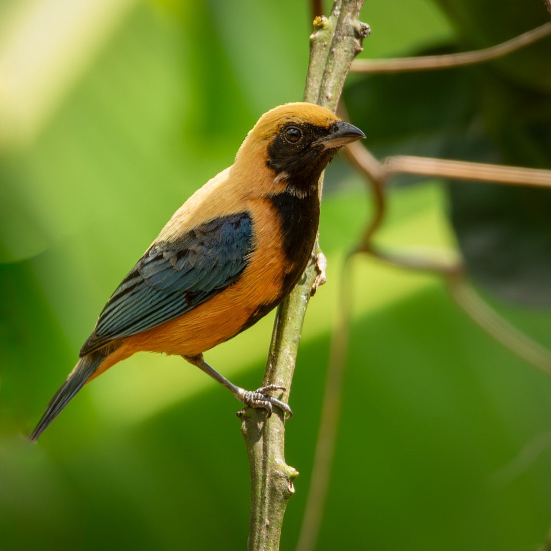 Burnished-buff Tanager - ML619030556