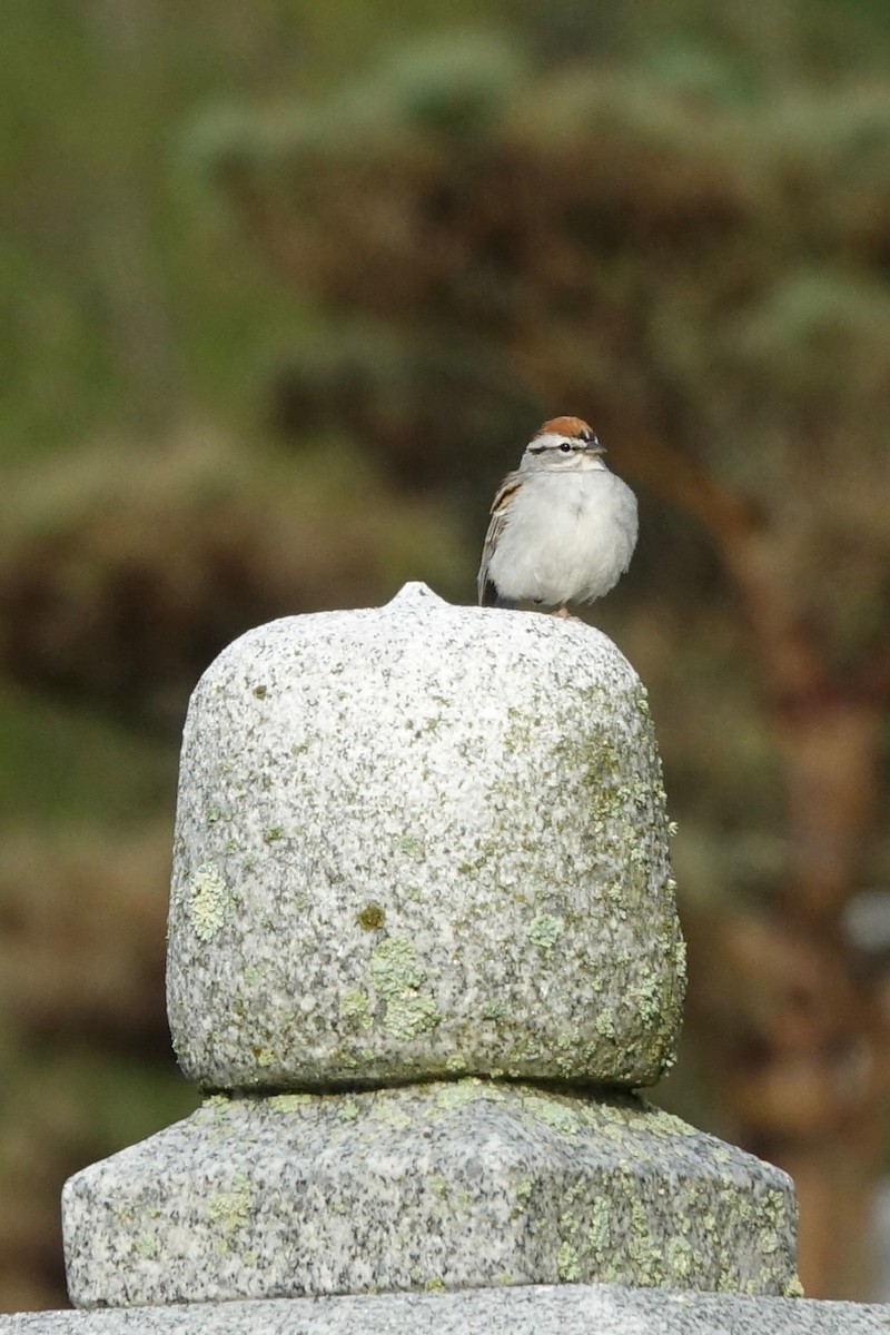 Chipping Sparrow - ML619030562