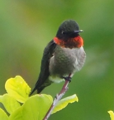 Ruby-throated Hummingbird - ML619030567