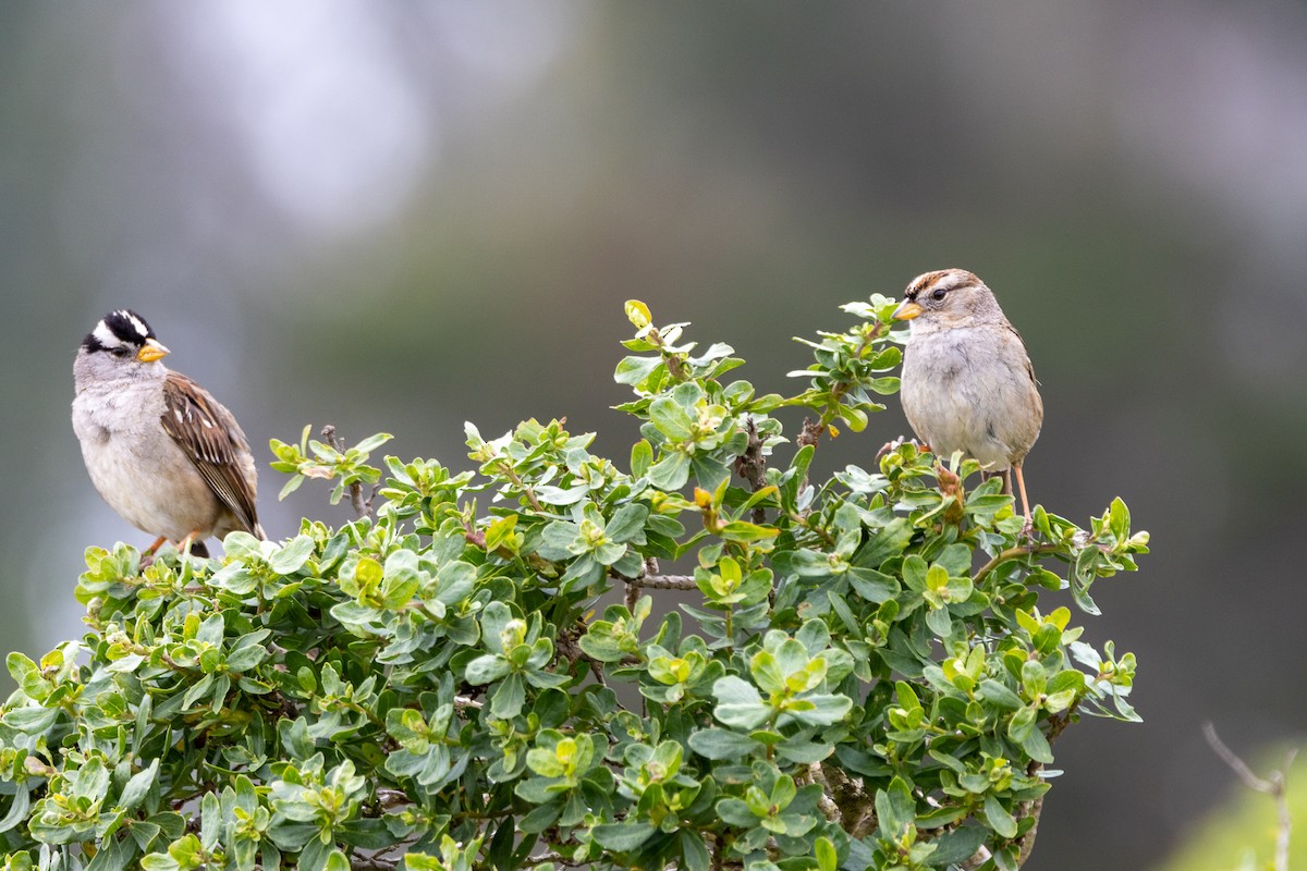 White-crowned Sparrow - ML619030590