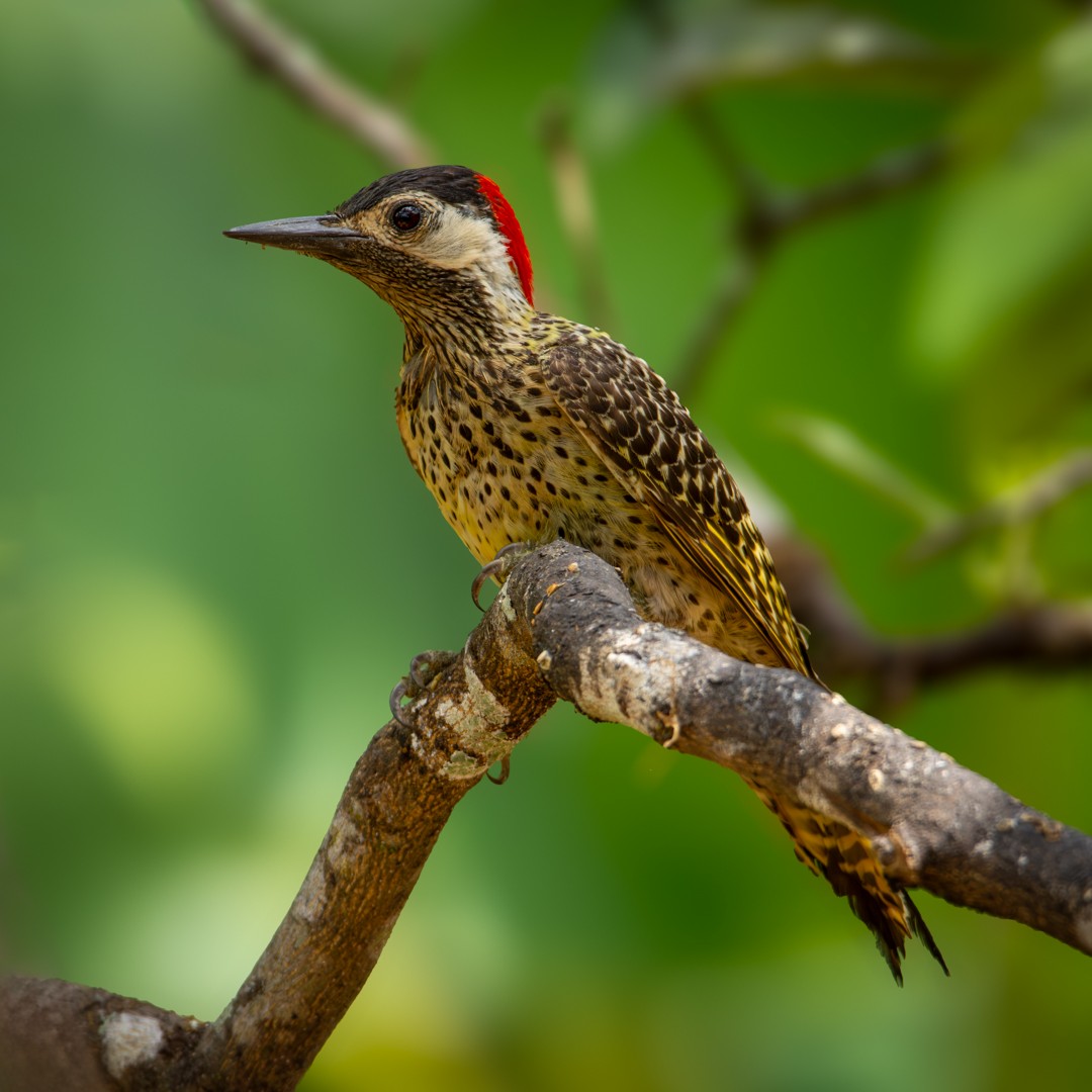 Green-barred Woodpecker - ML619030597