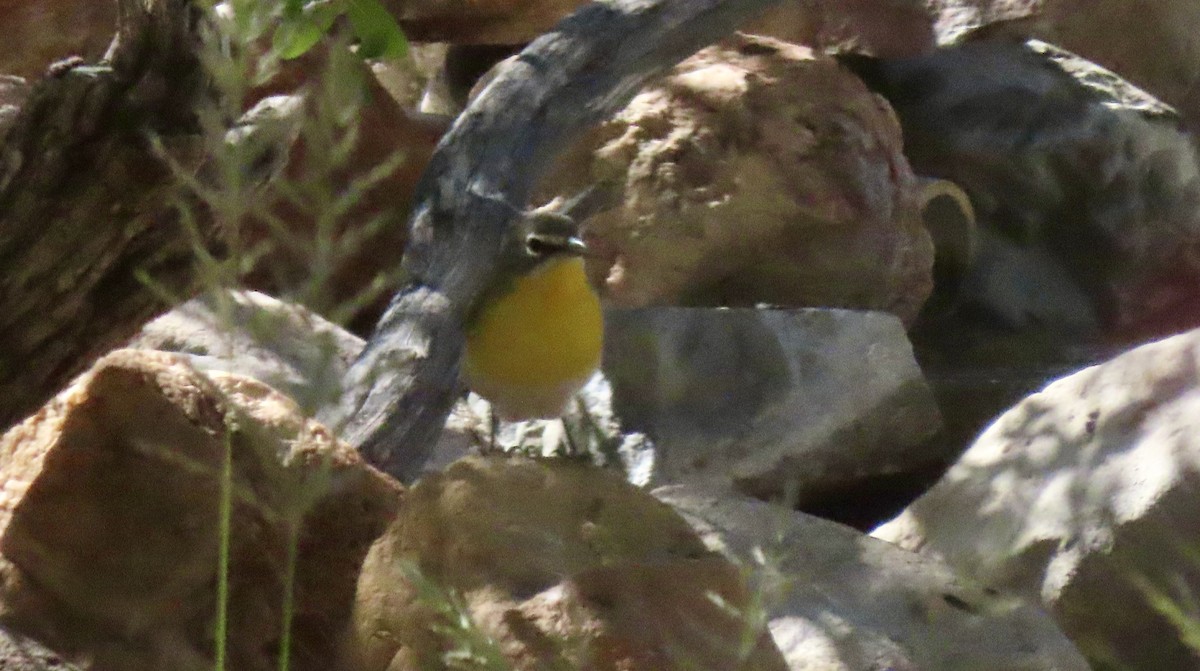 Yellow-breasted Chat - ML619030605