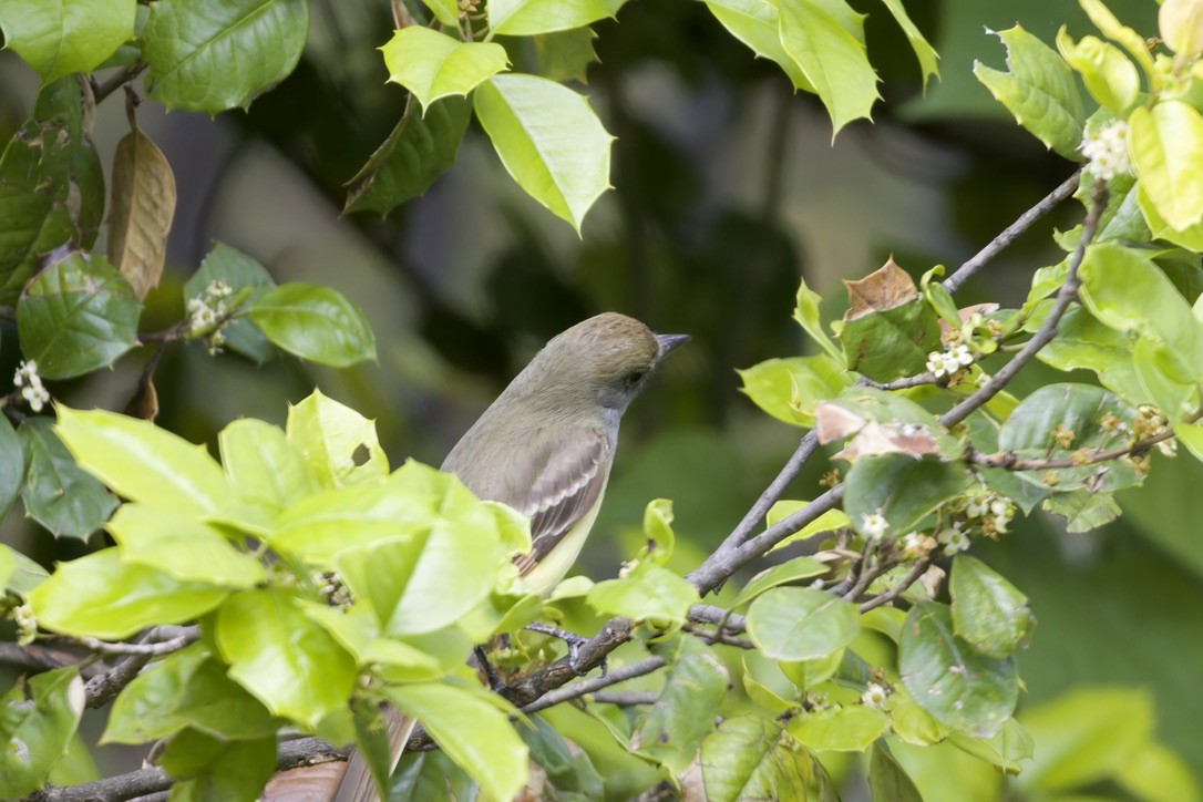 Great Crested Flycatcher - ML619030612