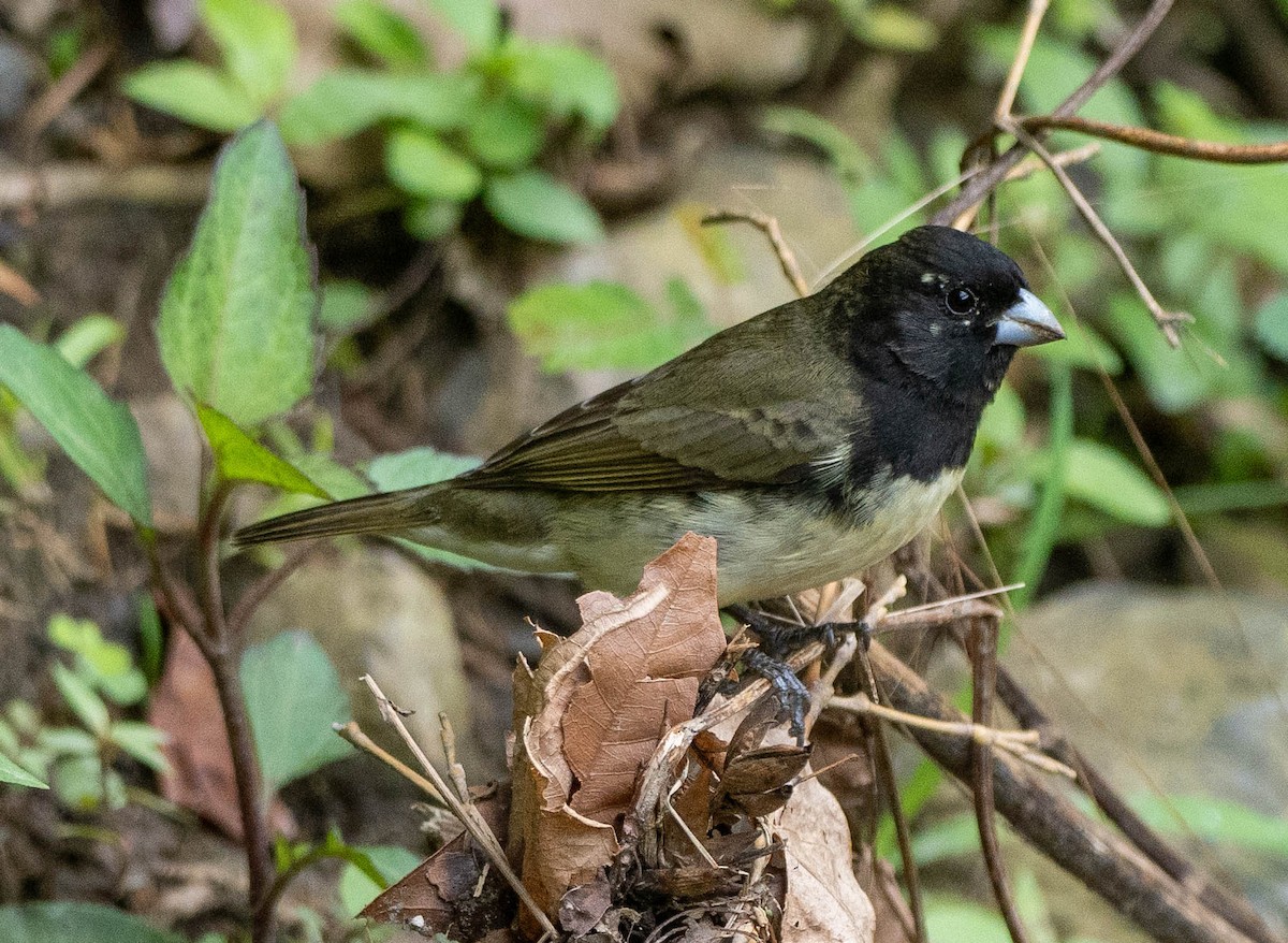 Yellow-bellied Seedeater - ML619030657