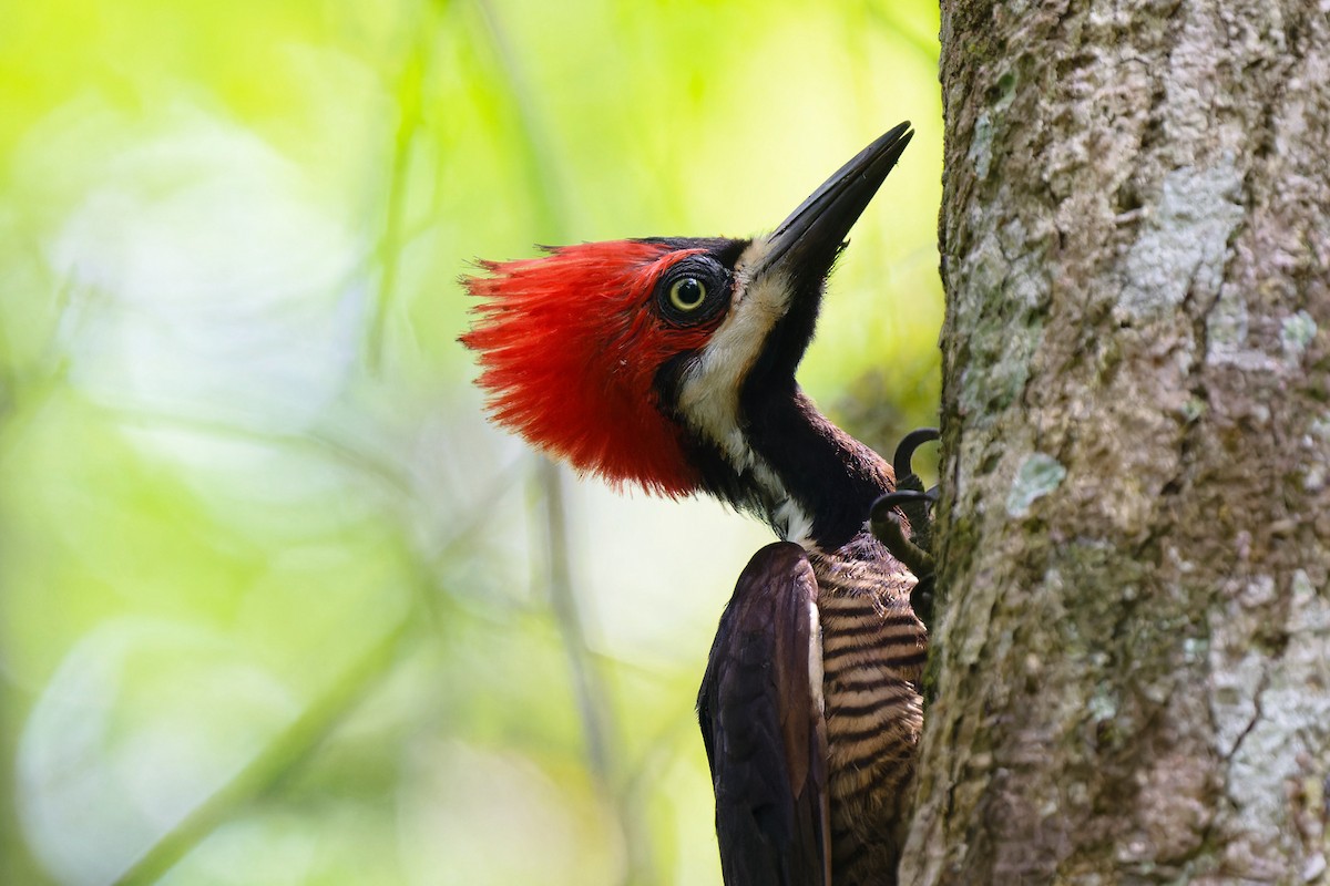Crimson-crested Woodpecker - ML619030667