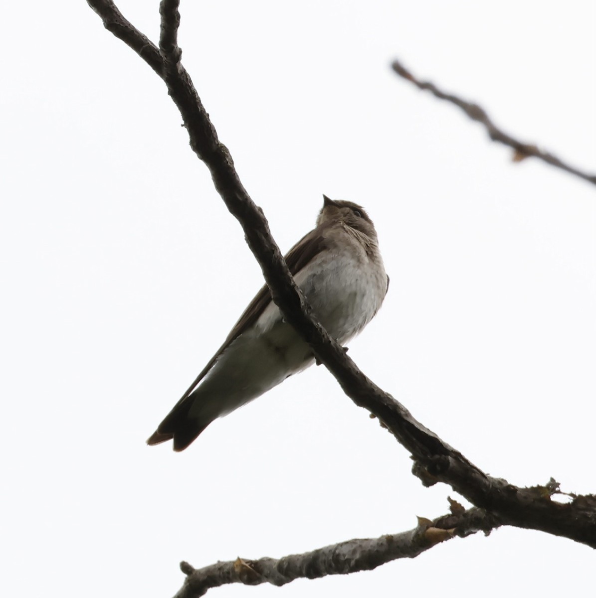 Northern Rough-winged Swallow - ML619030691