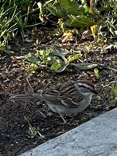 Chipping Sparrow - ML619030697
