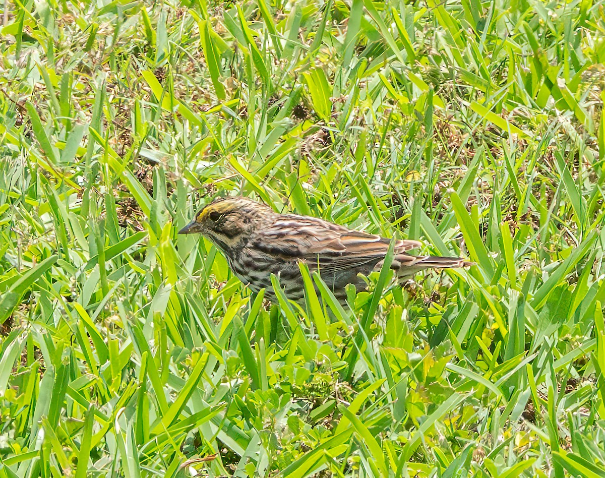 Savannah Sparrow - ML619030717