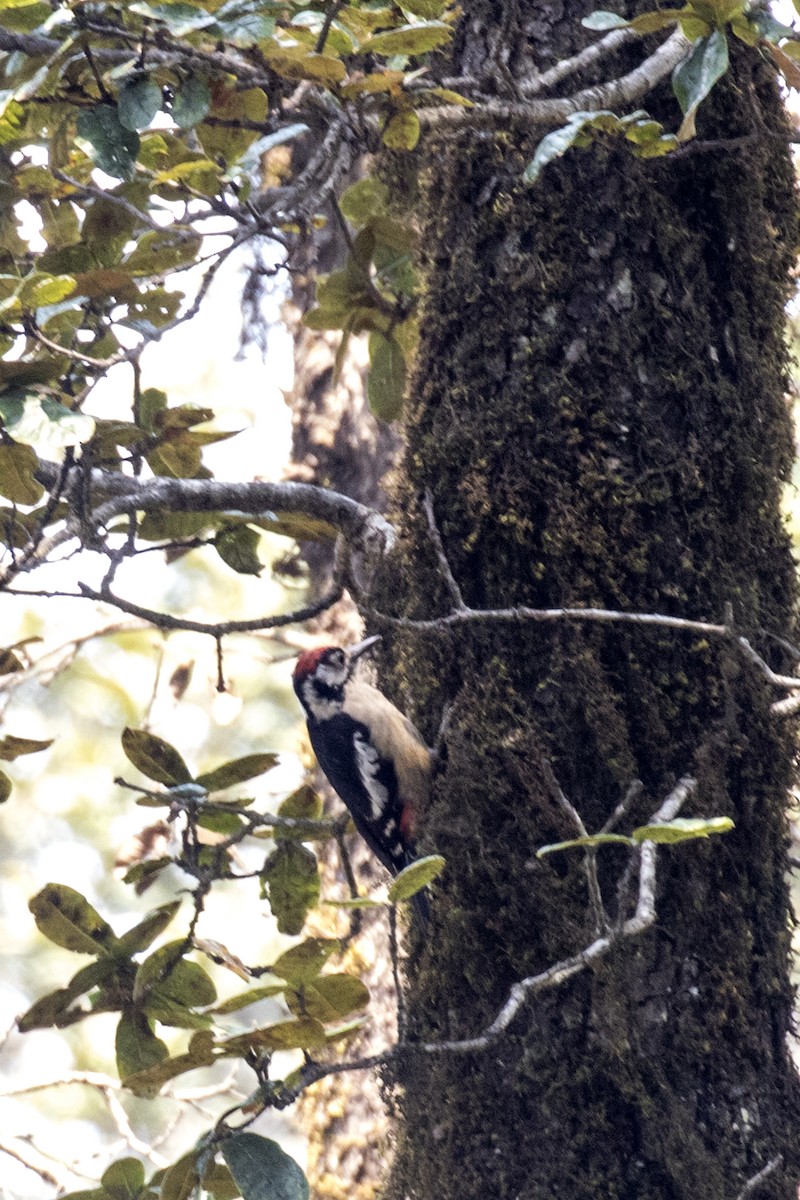 Himalayan Woodpecker - ML619030764