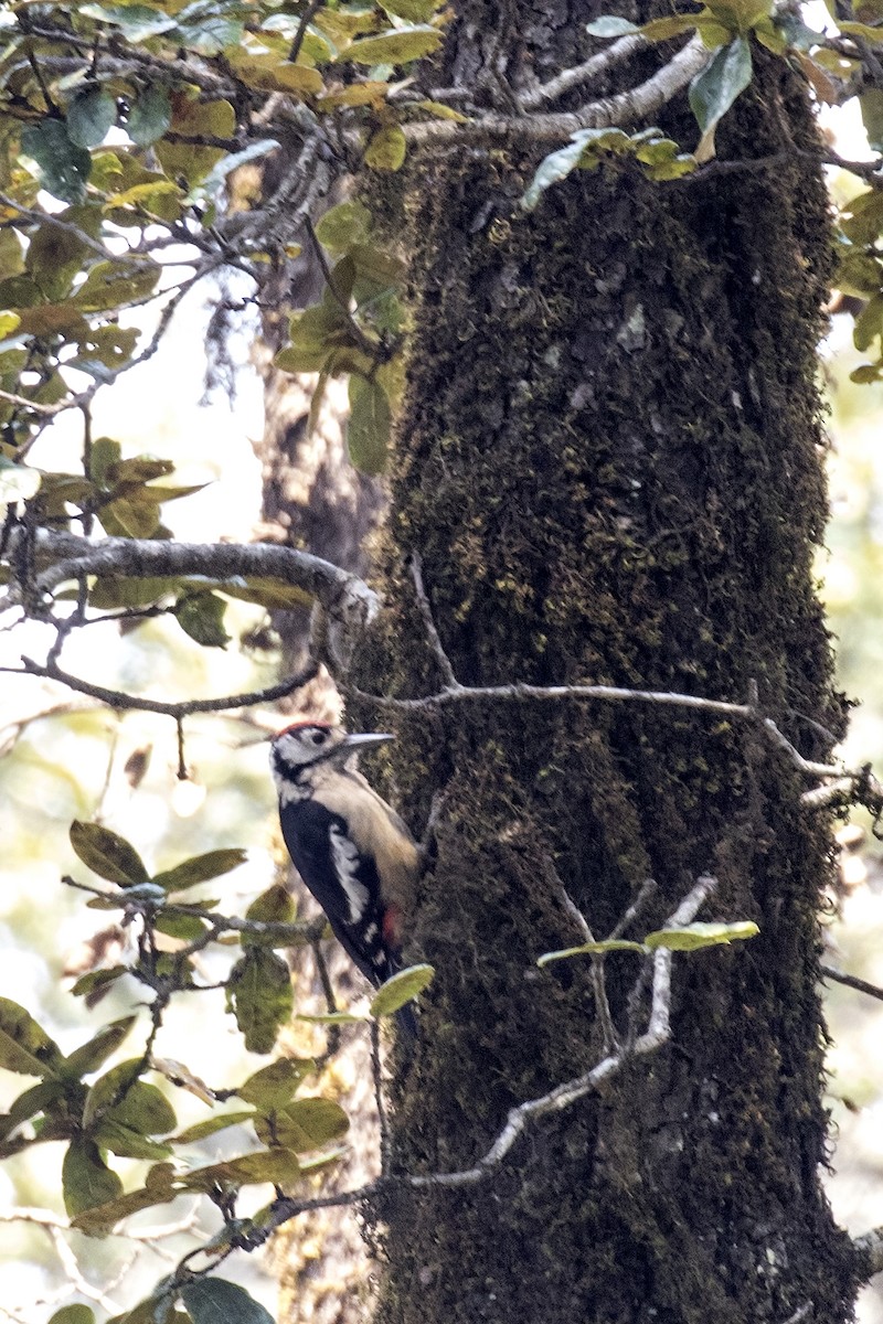 Himalayan Woodpecker - ML619030770