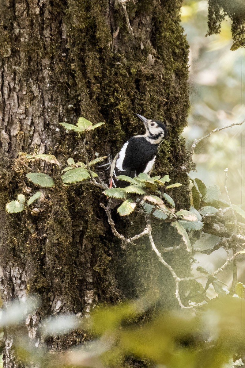 Himalayan Woodpecker - ML619030771