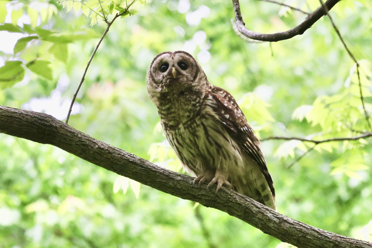Barred Owl - Vickie Baily