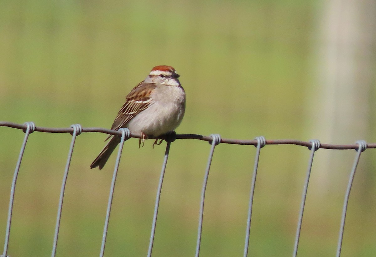 Chipping Sparrow - ML619030796