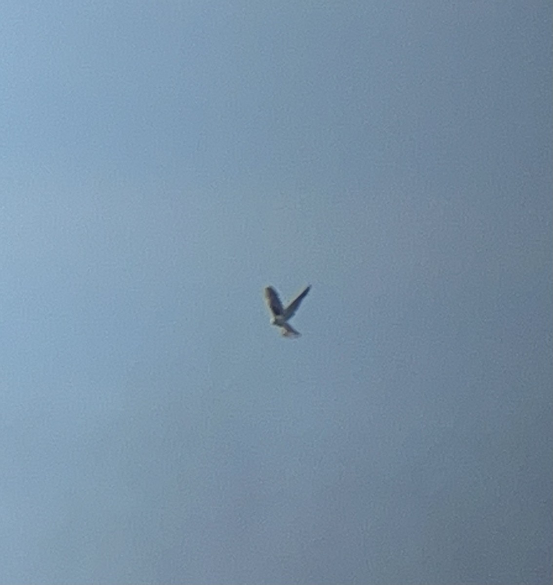 White-tailed Kite - ML619030797