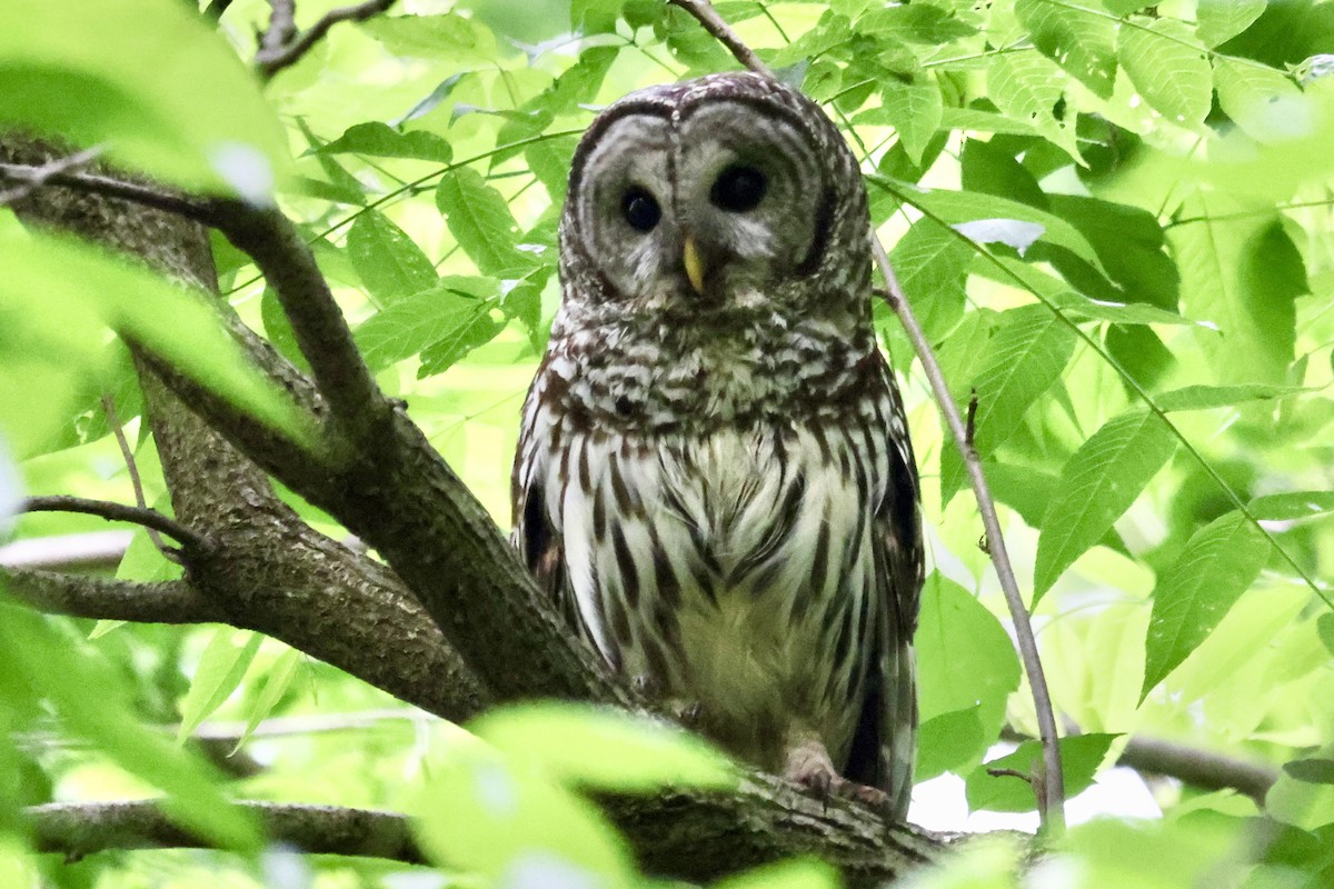 Barred Owl - Vickie Baily