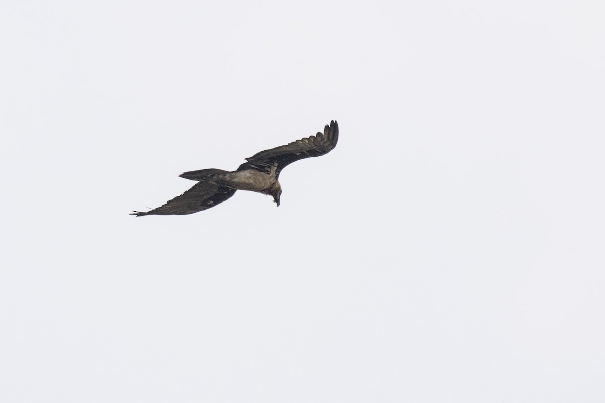 Bearded Vulture - Ramesh Shenai