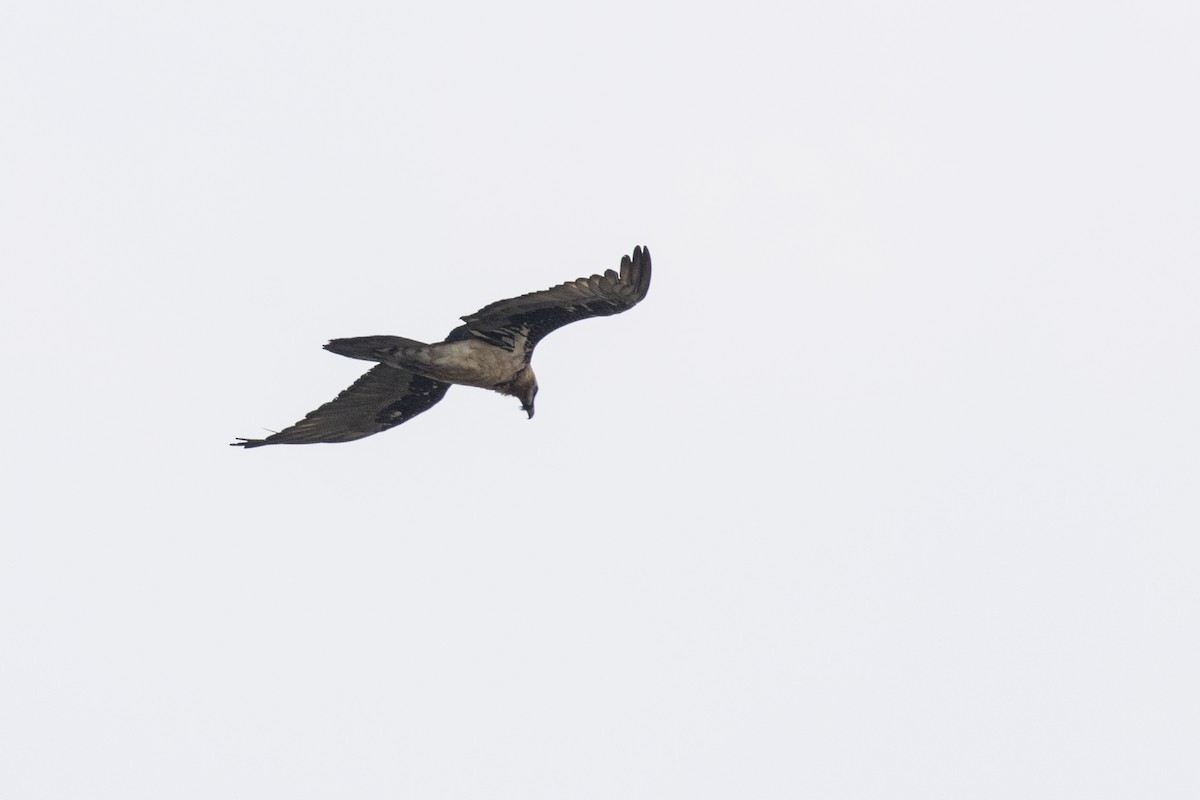 Bearded Vulture - ML619030855