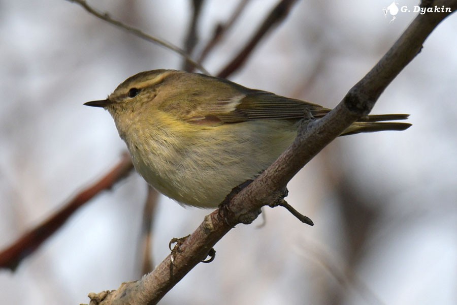 Hume's Warbler - ML619030870