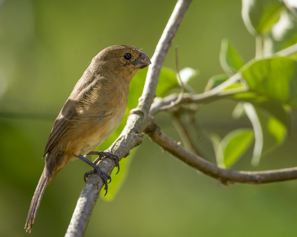 White-bellied Seedeater - ML619030874