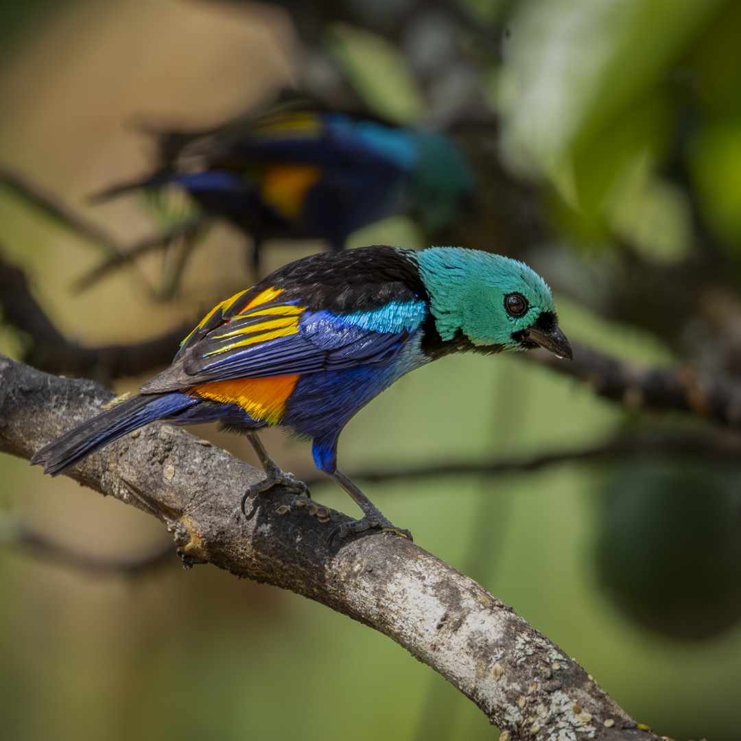 Seven-colored Tanager - ML619030881