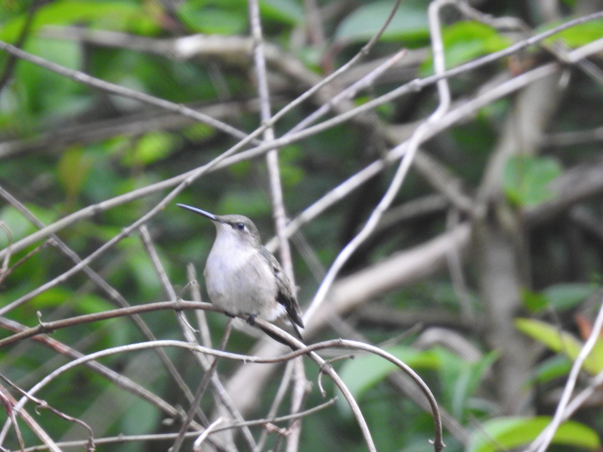 Ruby-throated Hummingbird - ML619030903