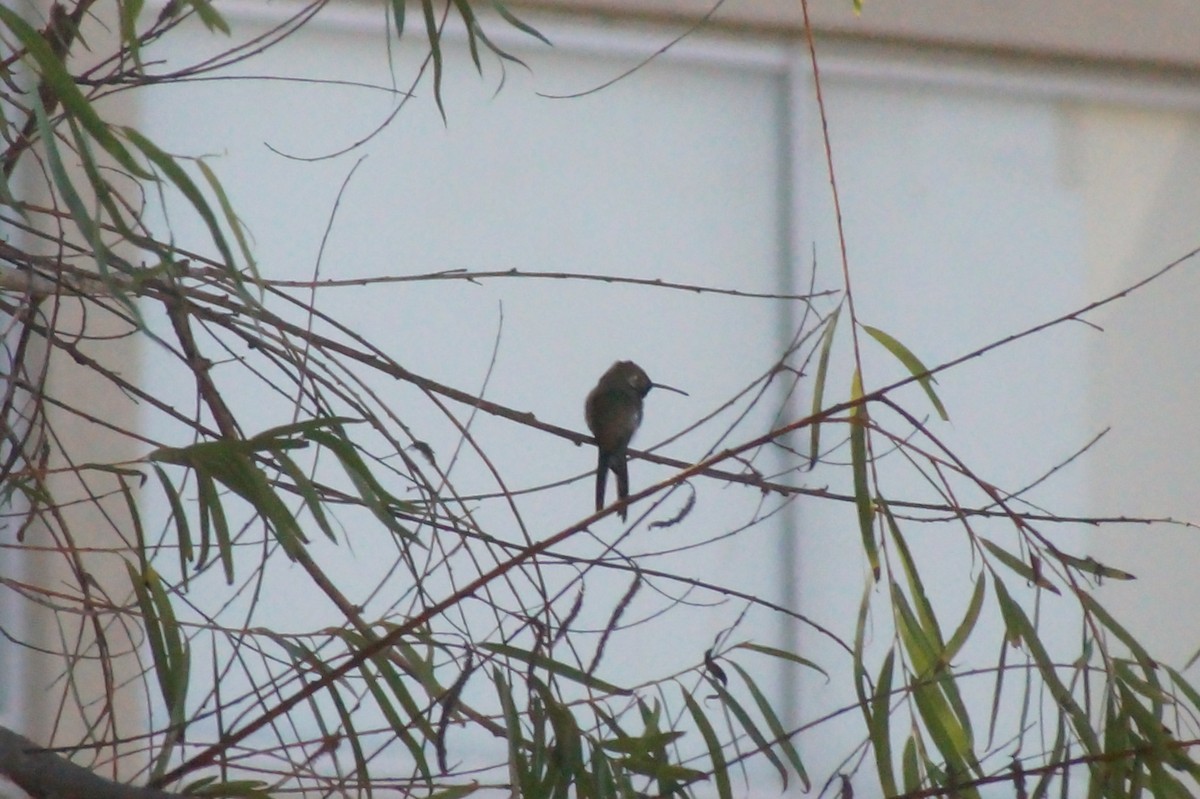 Oasis Hummingbird - ML619030906