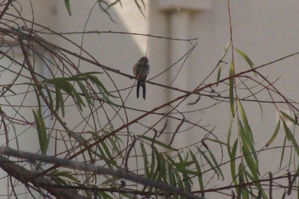 Oasis Hummingbird - ML619030907