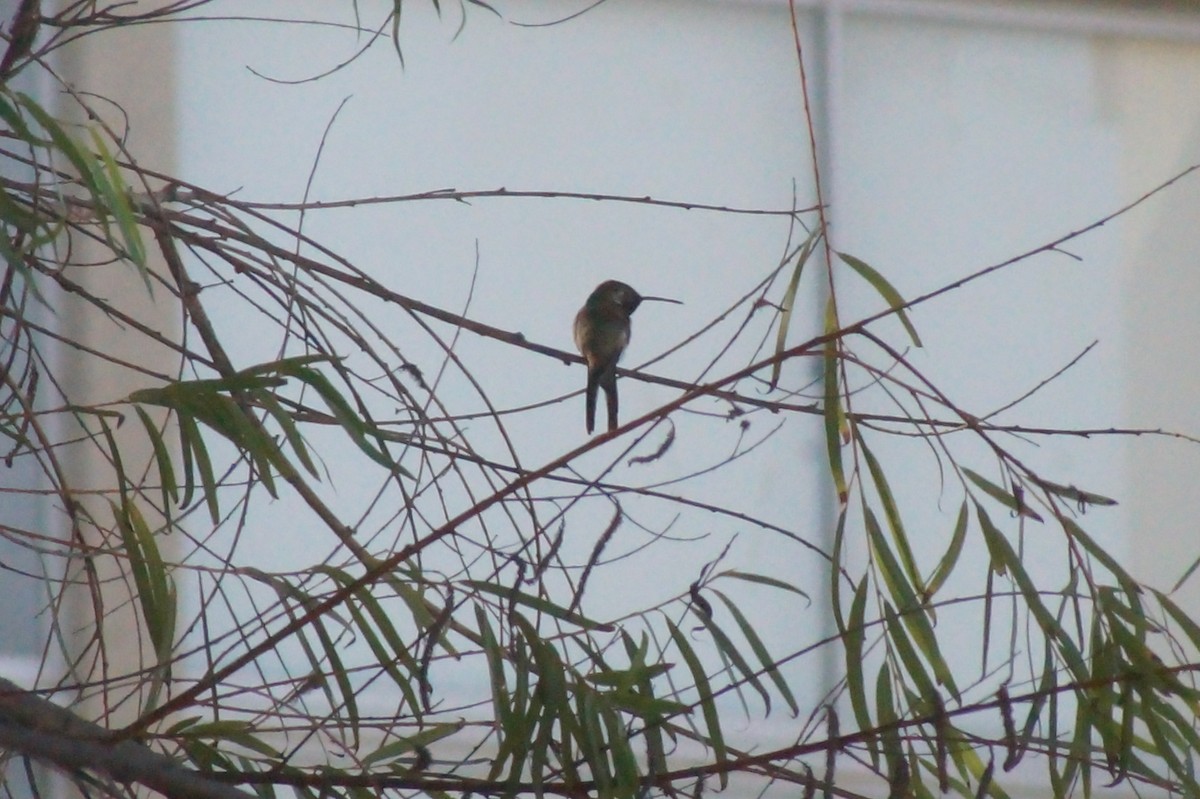 Oasis Hummingbird - ML619030909