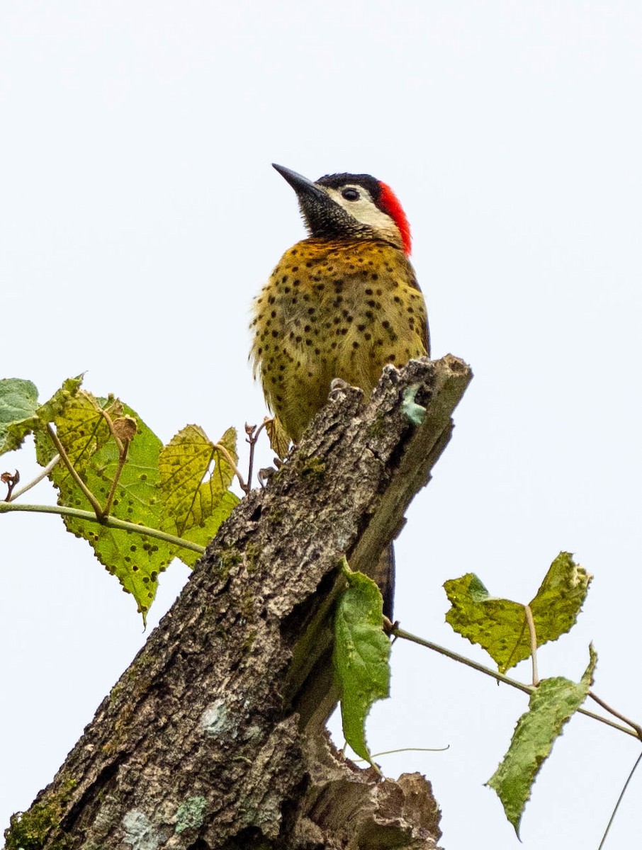 Spot-breasted Woodpecker - ML619030948