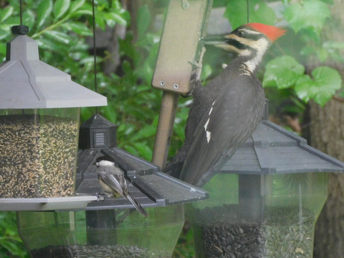 Pileated Woodpecker - ML619030960